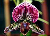 Orchidee, splendeur et mystere